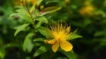 <i>Hypericum monogynum</i>